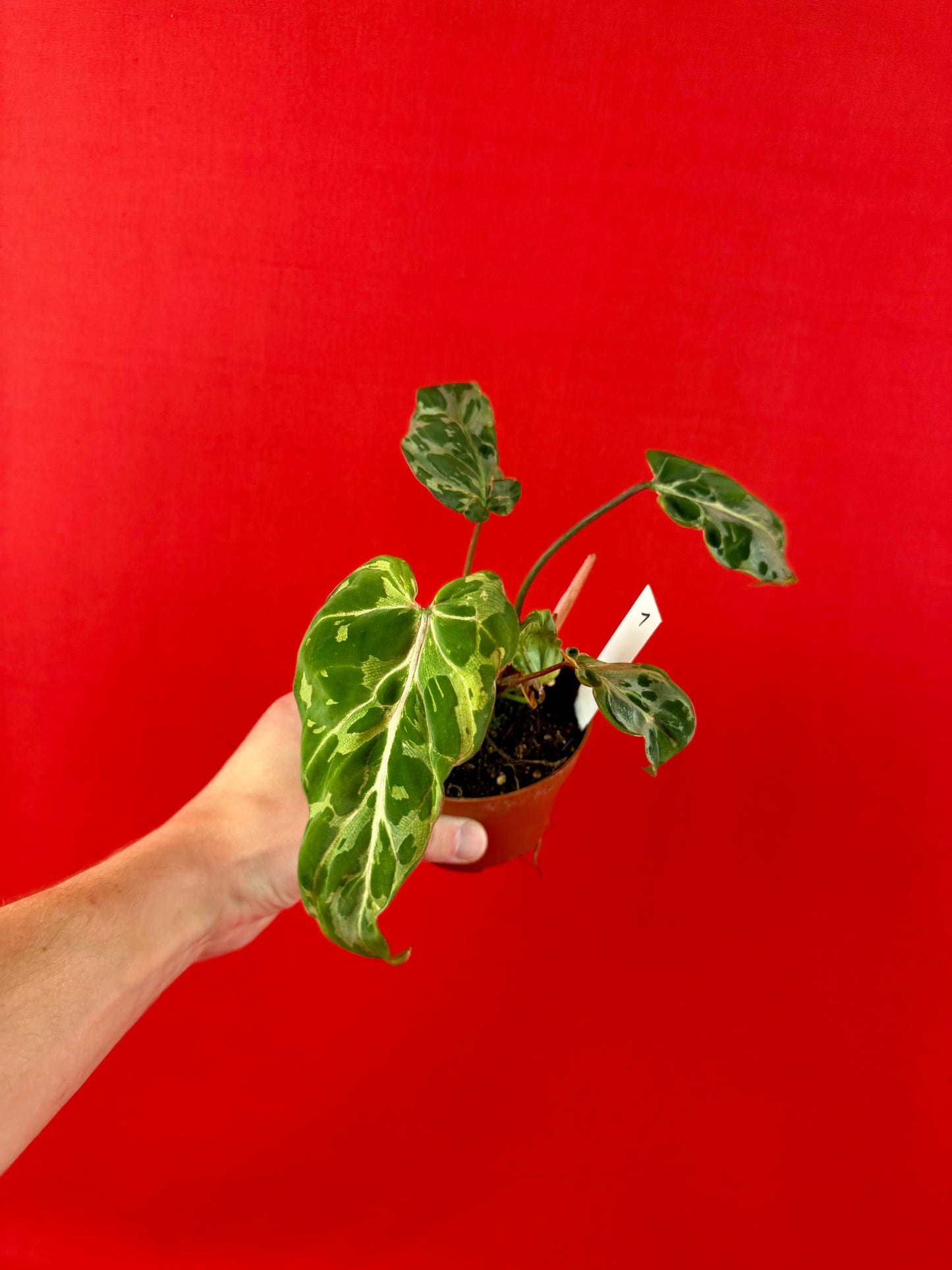Philodendron Gloriosum ‘Snow Leopard’