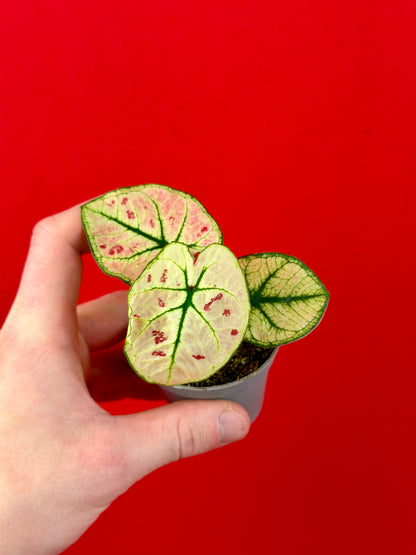 Ensemble de Caladium