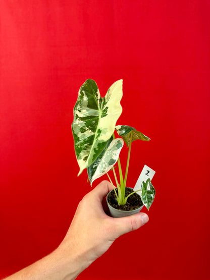 Alocasia micholitziana 'Frydek Variegata' (s)
