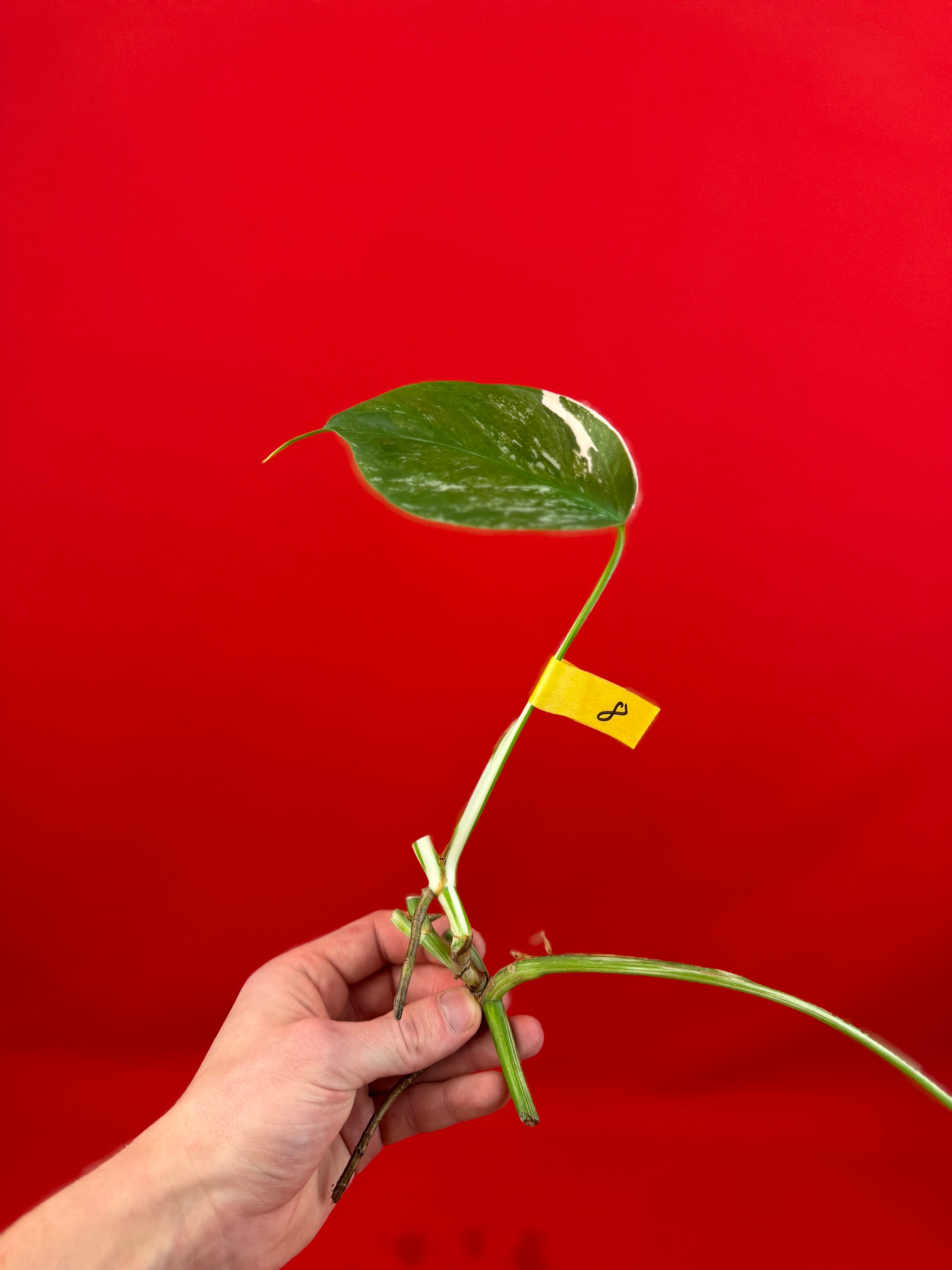 Monstera Deliciosa Variegata (cutting) - LUplnts