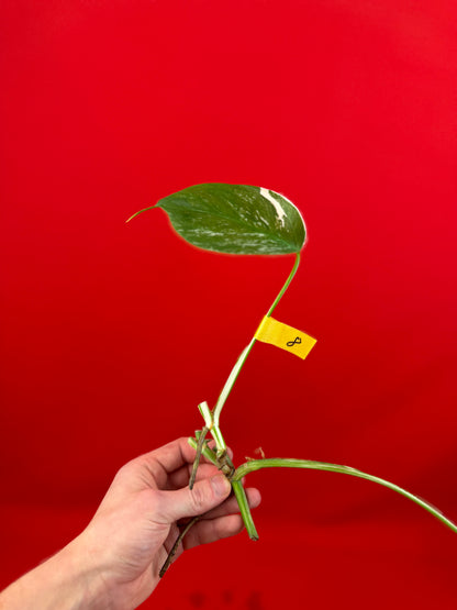 Monstera Deliciosa Variegata (cutting) - LUplnts