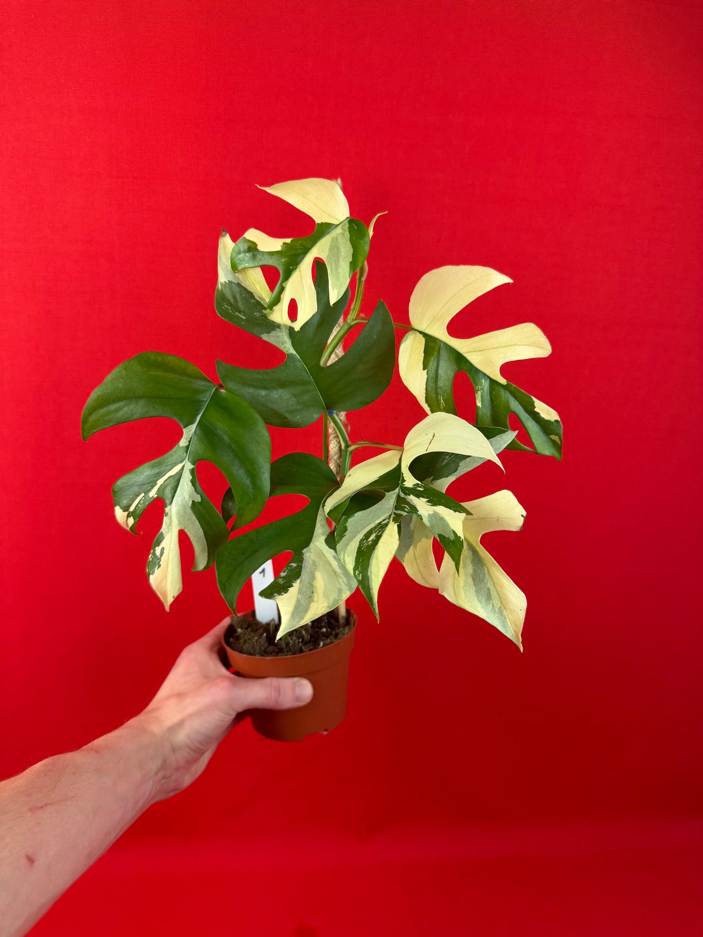 Raphidophora tetrasperma Variegata - LUplnts