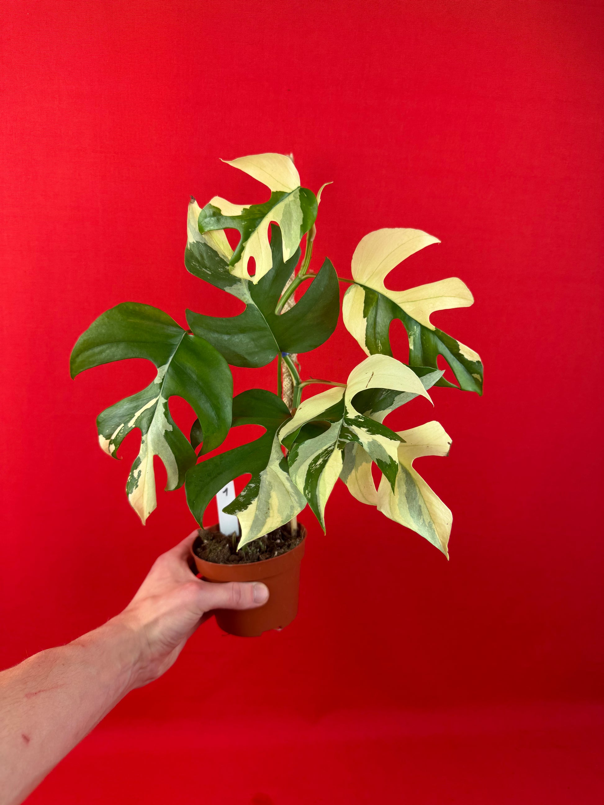 Raphidophora tetrasperma Variegata - LUplnts