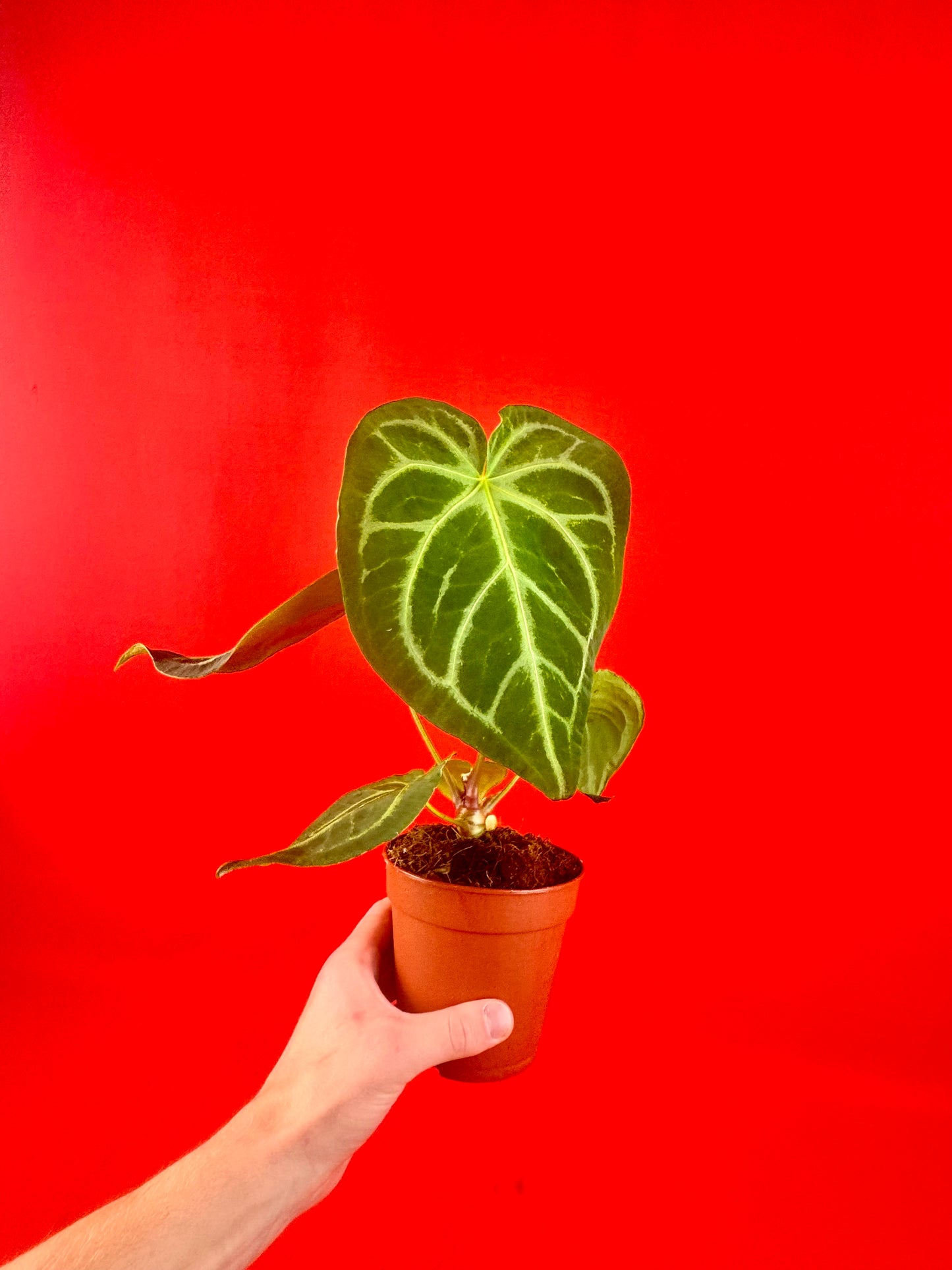 Anthurium Magnificum - LUplnts