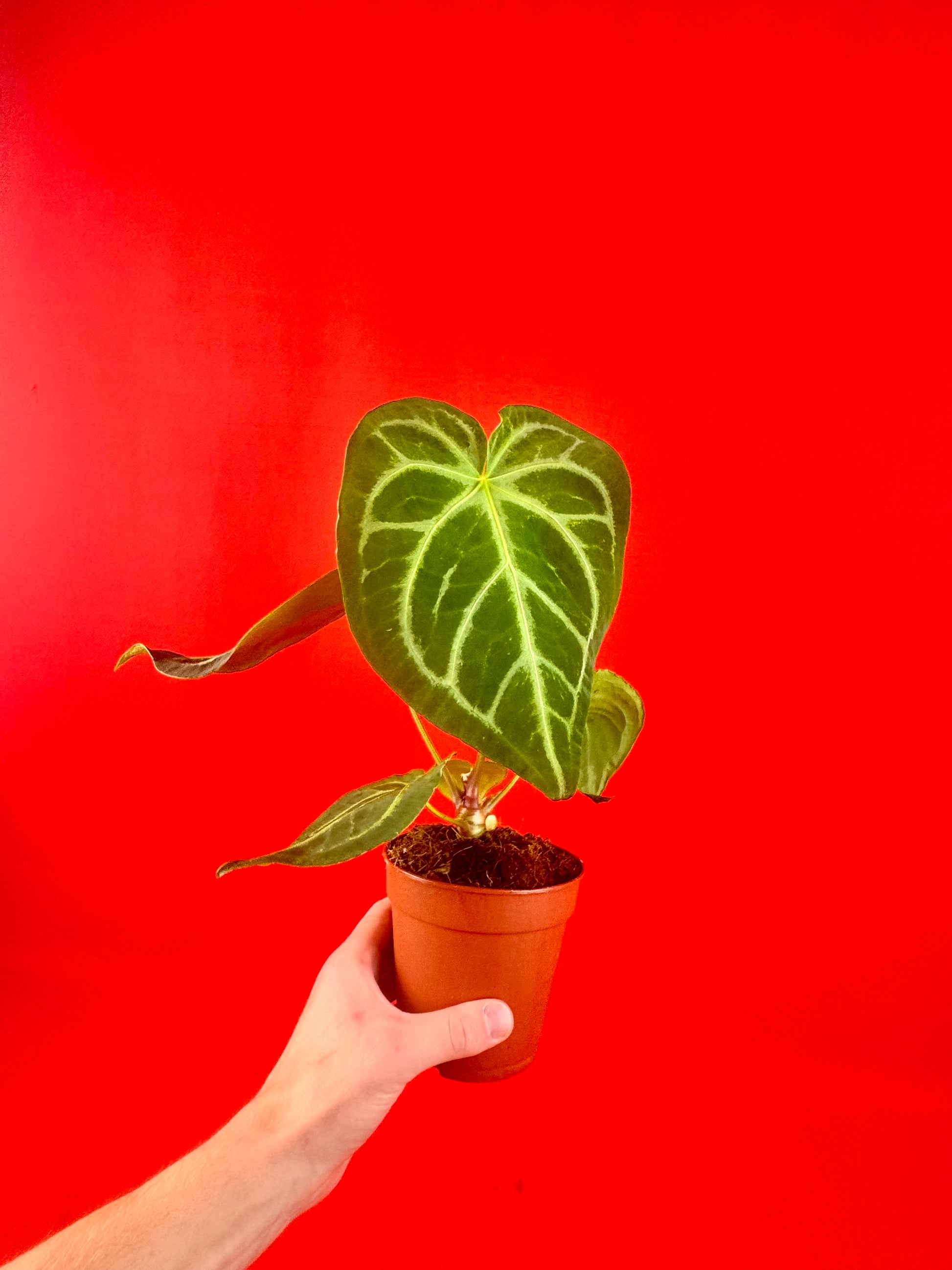 Anthurium Magnificum - LUplnts