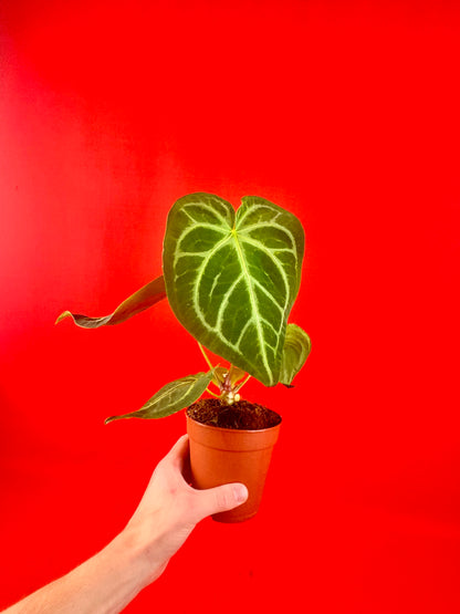 Anthurium Magnificum - LUplnts
