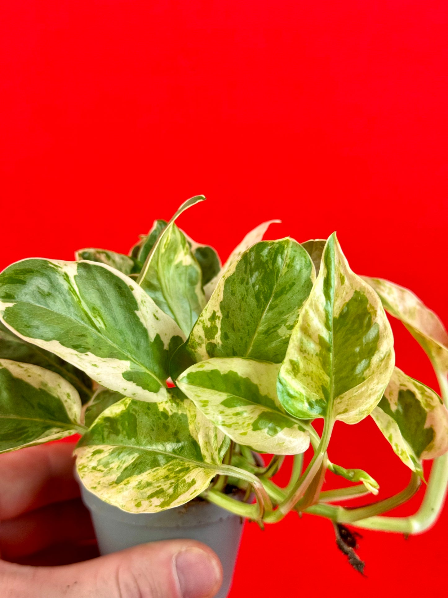 Epipremnum Pinnatum N’Joy (s) - LUplnts