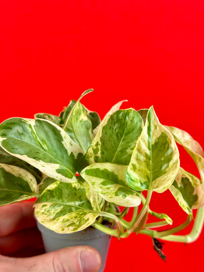 Epipremnum Pinnatum N’Joy (s) - LUplnts