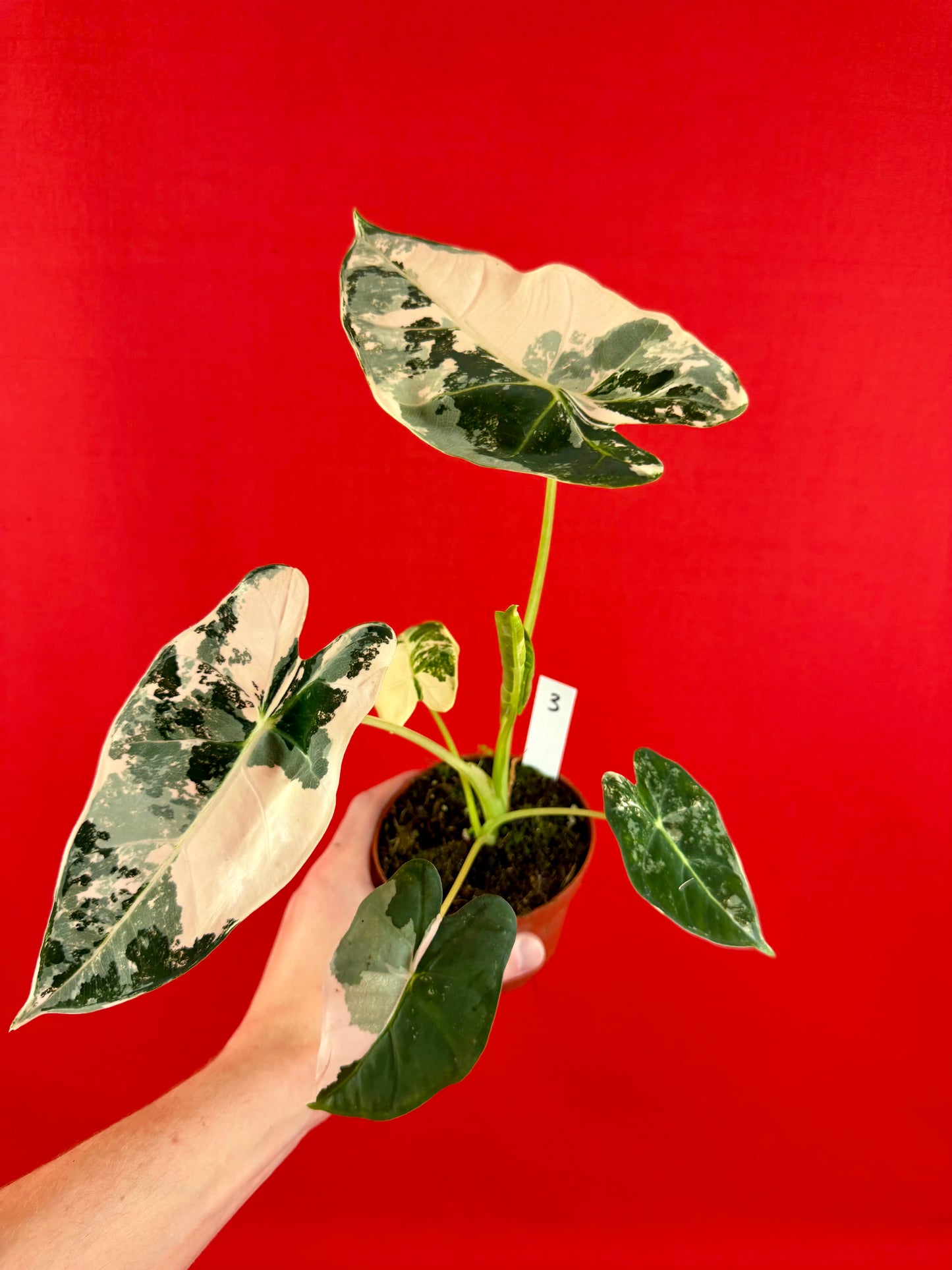 Alocasia micholitziana ‚Frydek Variegata‘