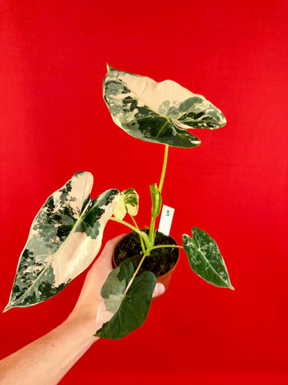 Alocasia micholitziana ‚Frydek Variegata‘