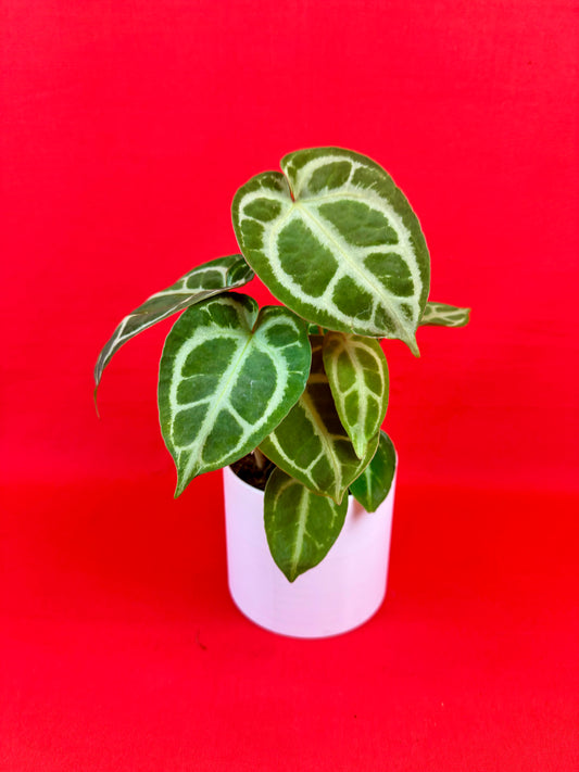Anthurium crystallinum - LUplnts