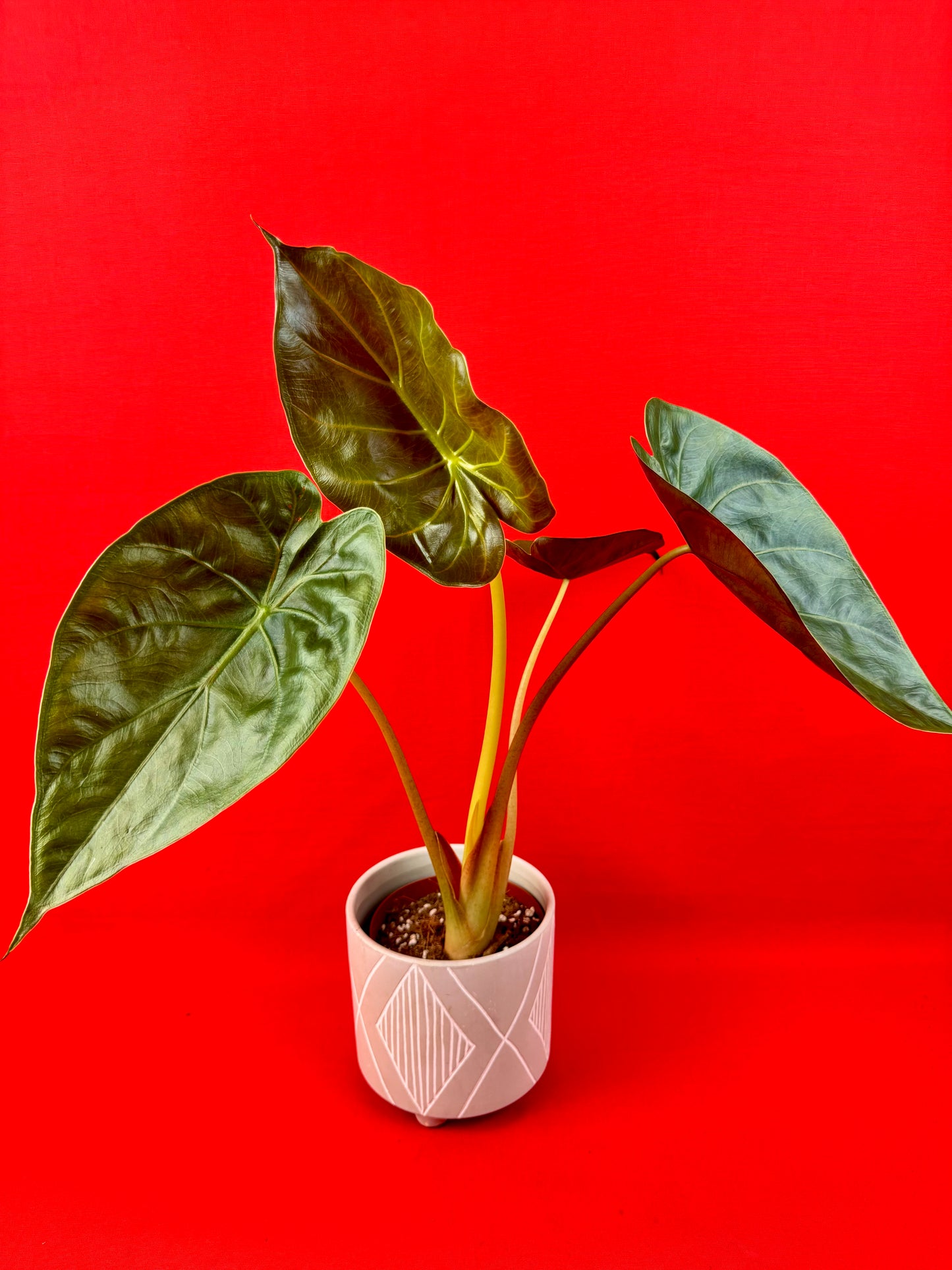 Alocasia wentii