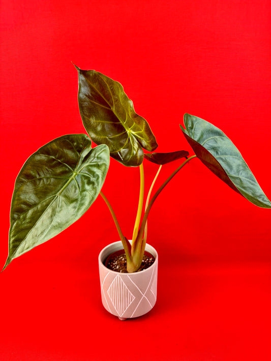 Alocasia wentii