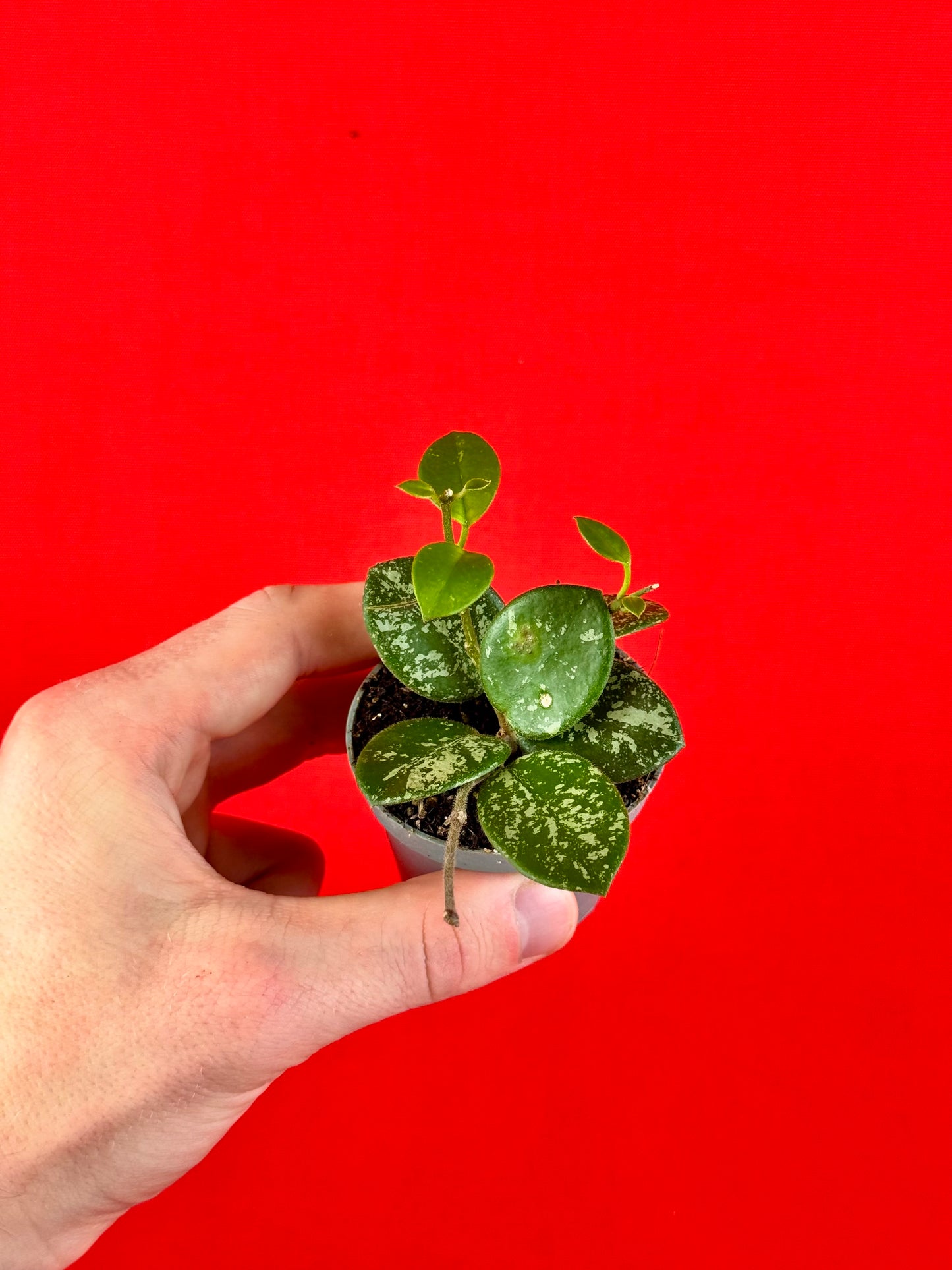 Hoya Bundle (s)