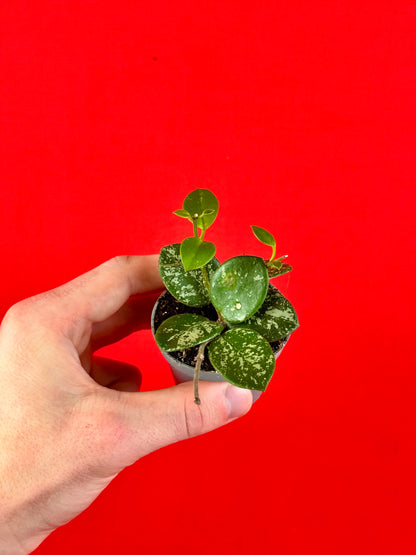 Hoya Bundle (s)