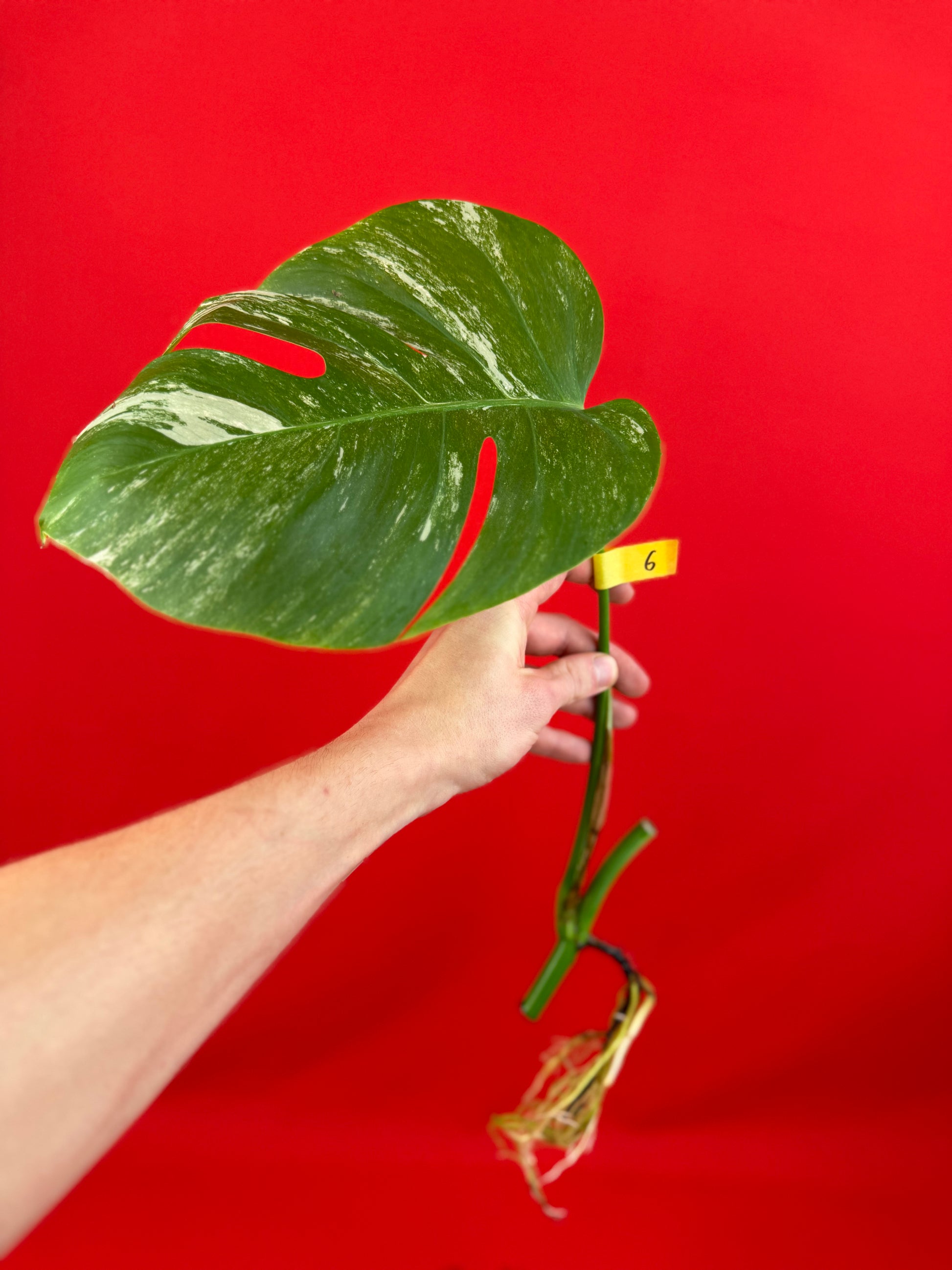 Monstera Deliciosa Variegata (cutting) - LUplnts