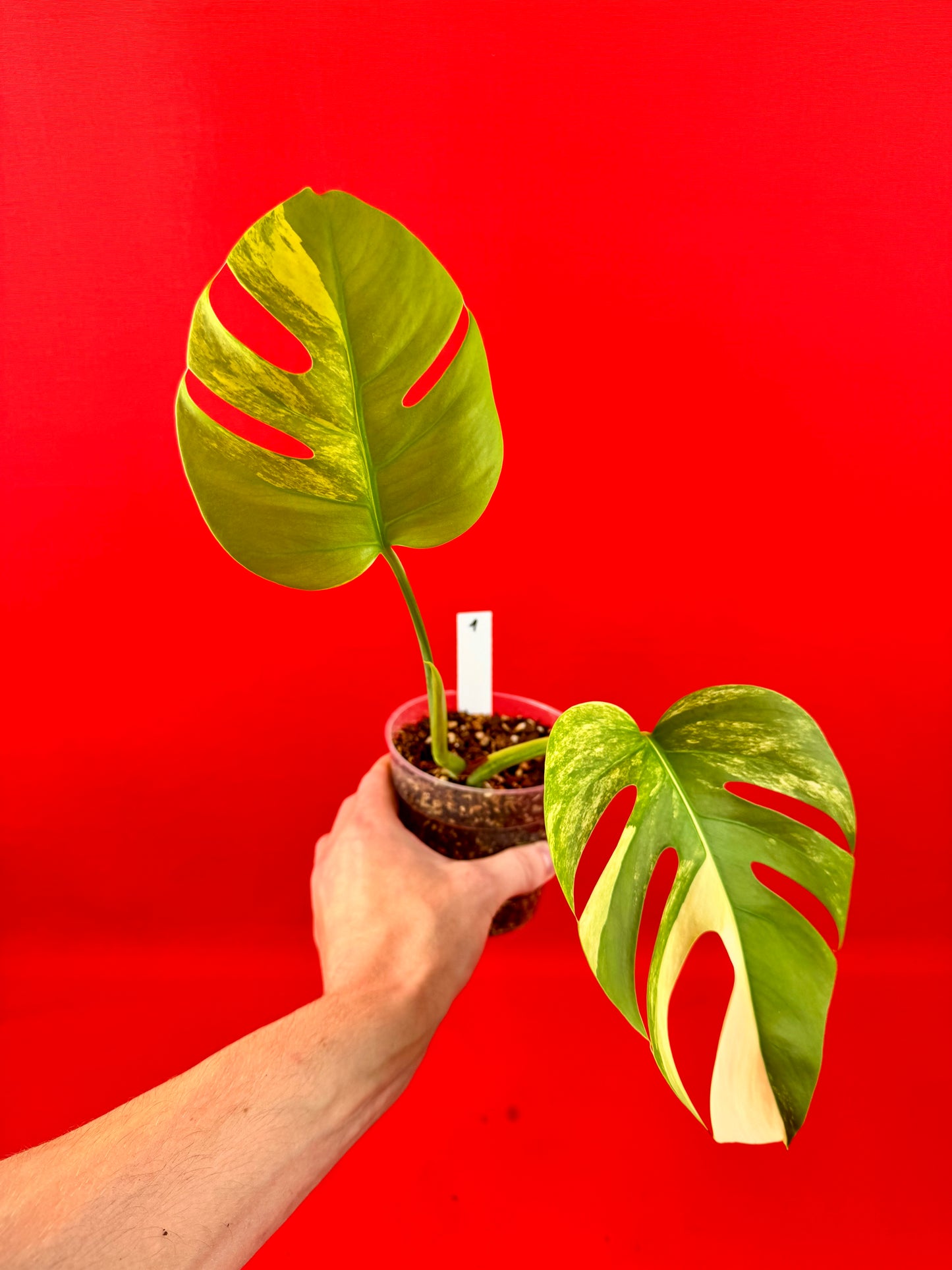 Monstera Deliciosa Aurea