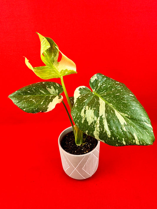 Monstera Thai Constellation - LUplnts