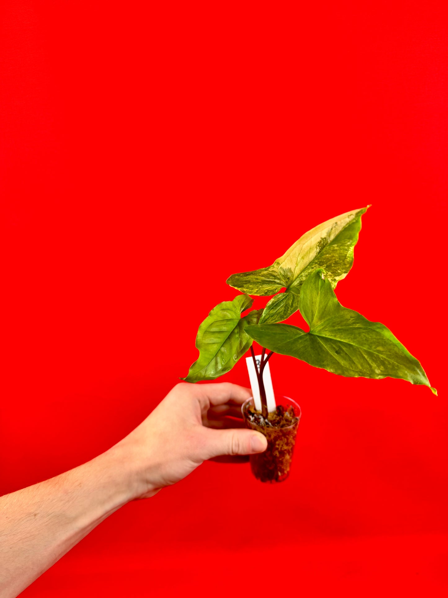 Syngonium Variegata (s)