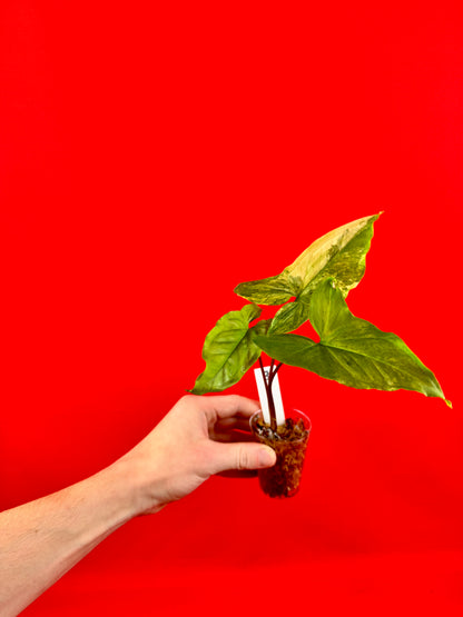 Syngonium Variegata (s)