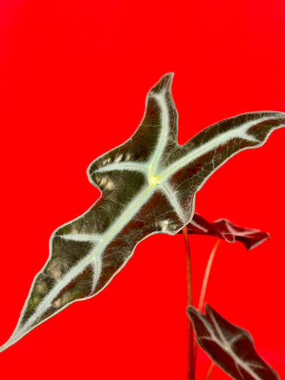 Alocasia Sanderiana Nobilis