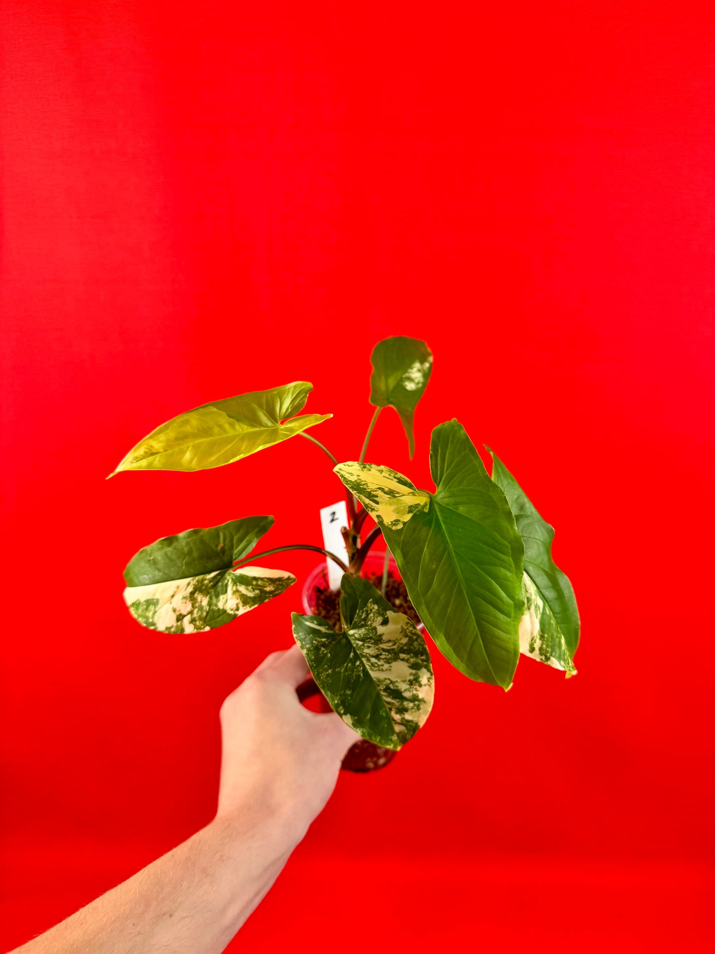 Syngonium Aurea
