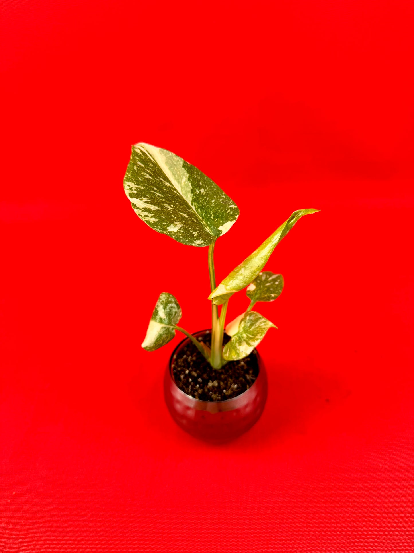 Monstera Thai Constellation (s)