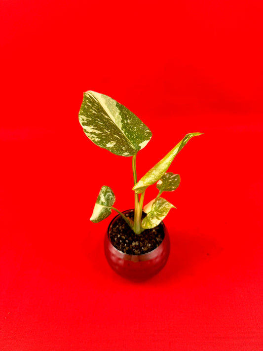 Monstera Thai Constellation (s)