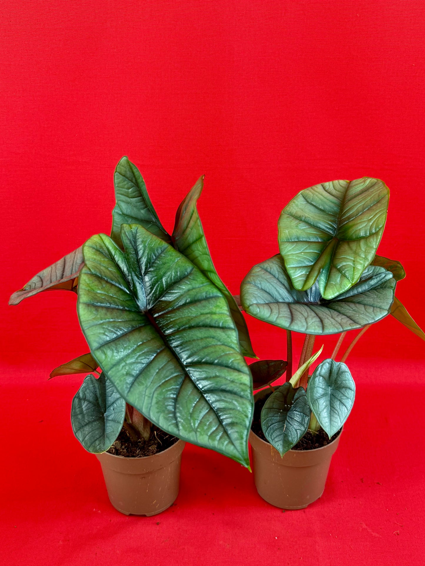 Alocasia Platinum