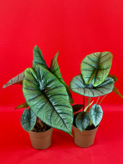 Alocasia Platinum