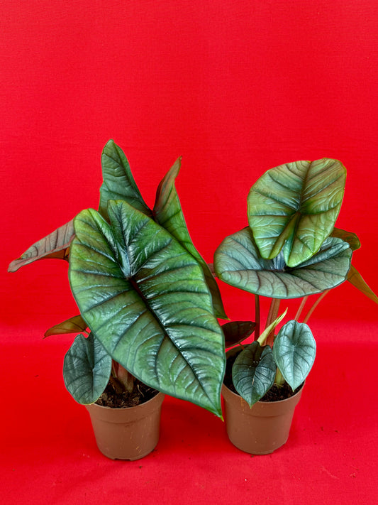 Alocasia Platinum