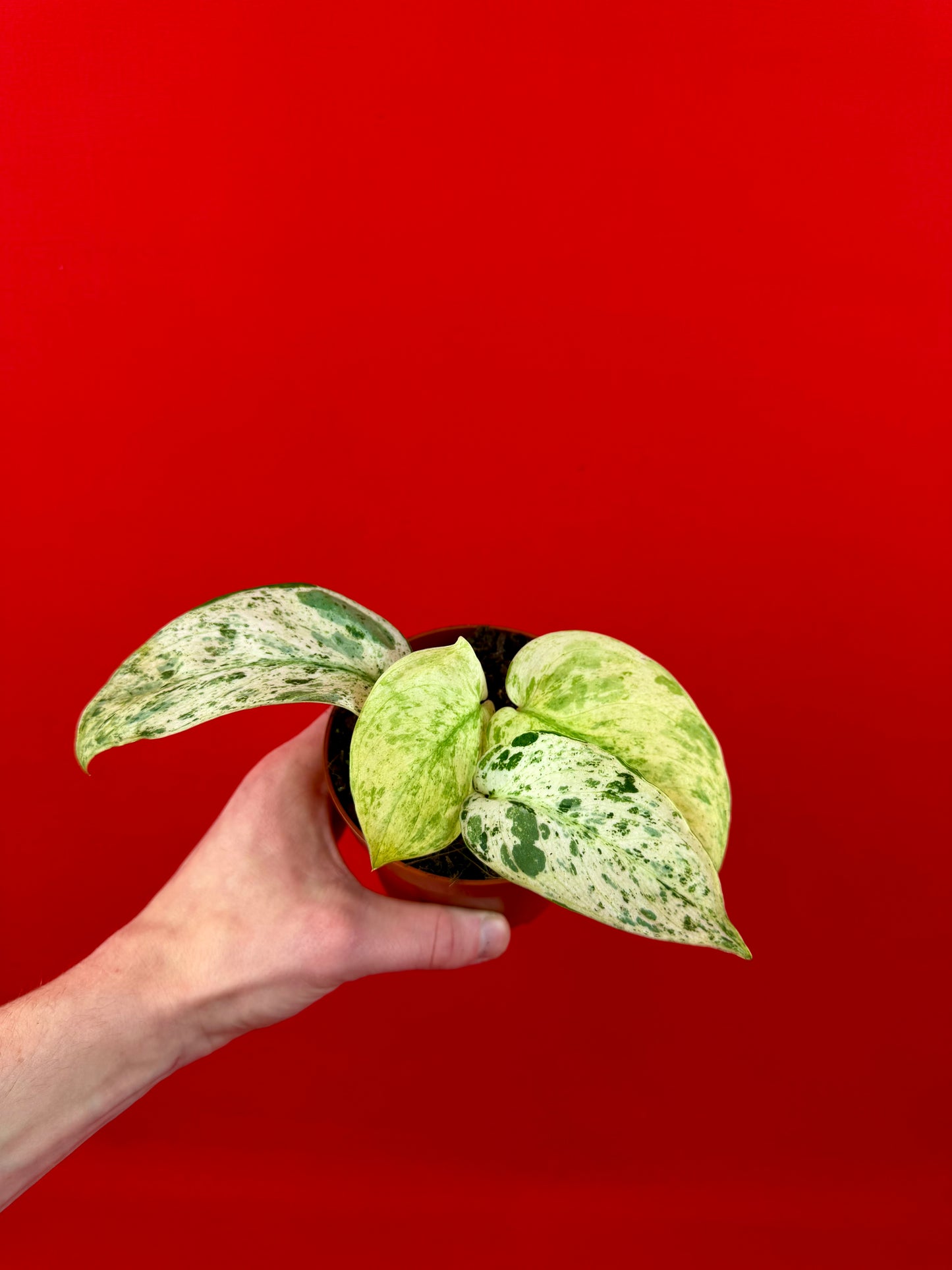 Scindapsus ‘Jade Satin Marble‘