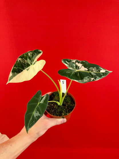 Alocasia micholitziana ‚Frydek Variegata‘