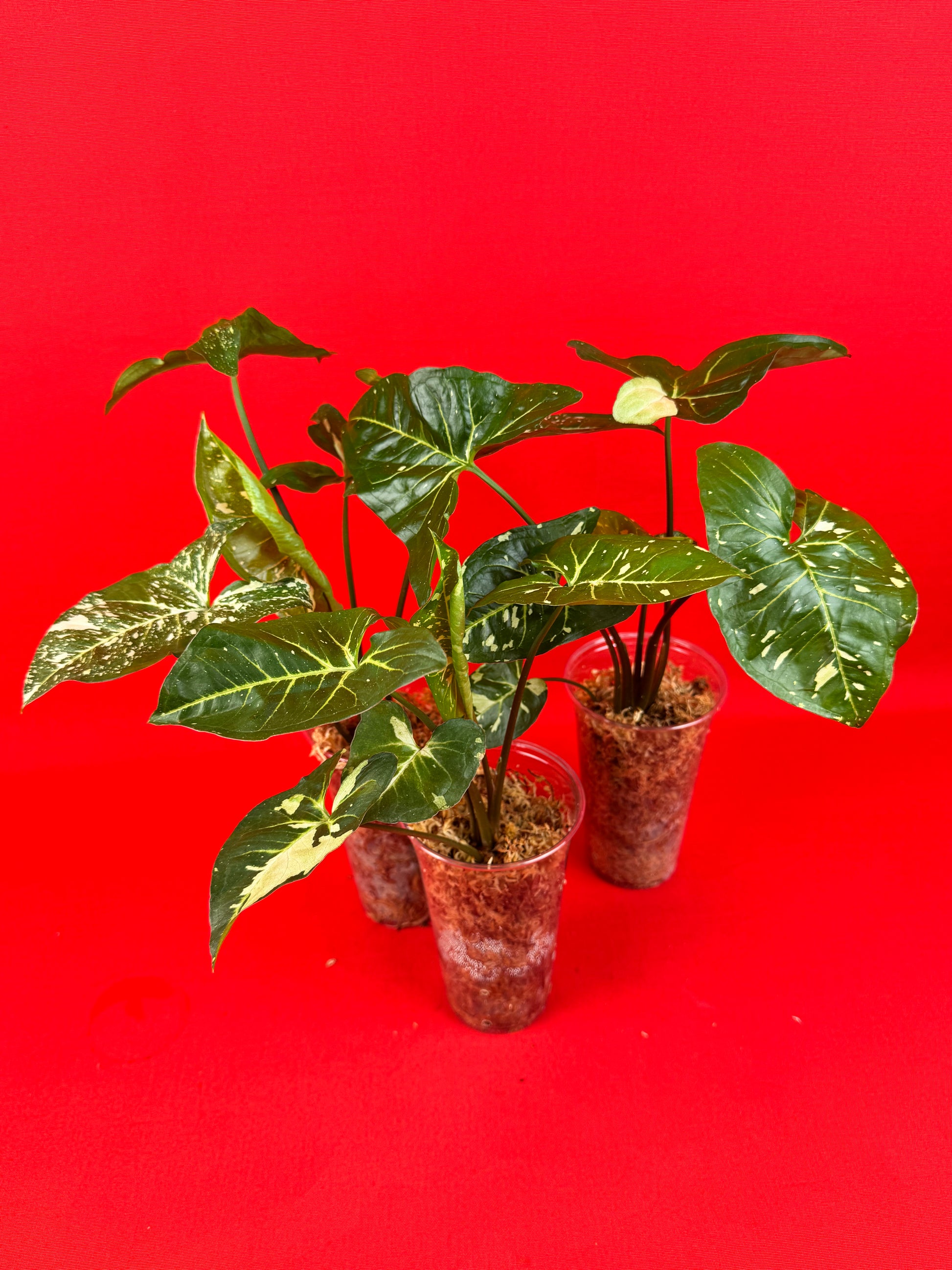 Syngonium Panda - LUplnts