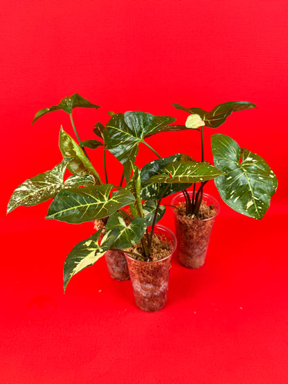 Syngonium Panda - LUplnts