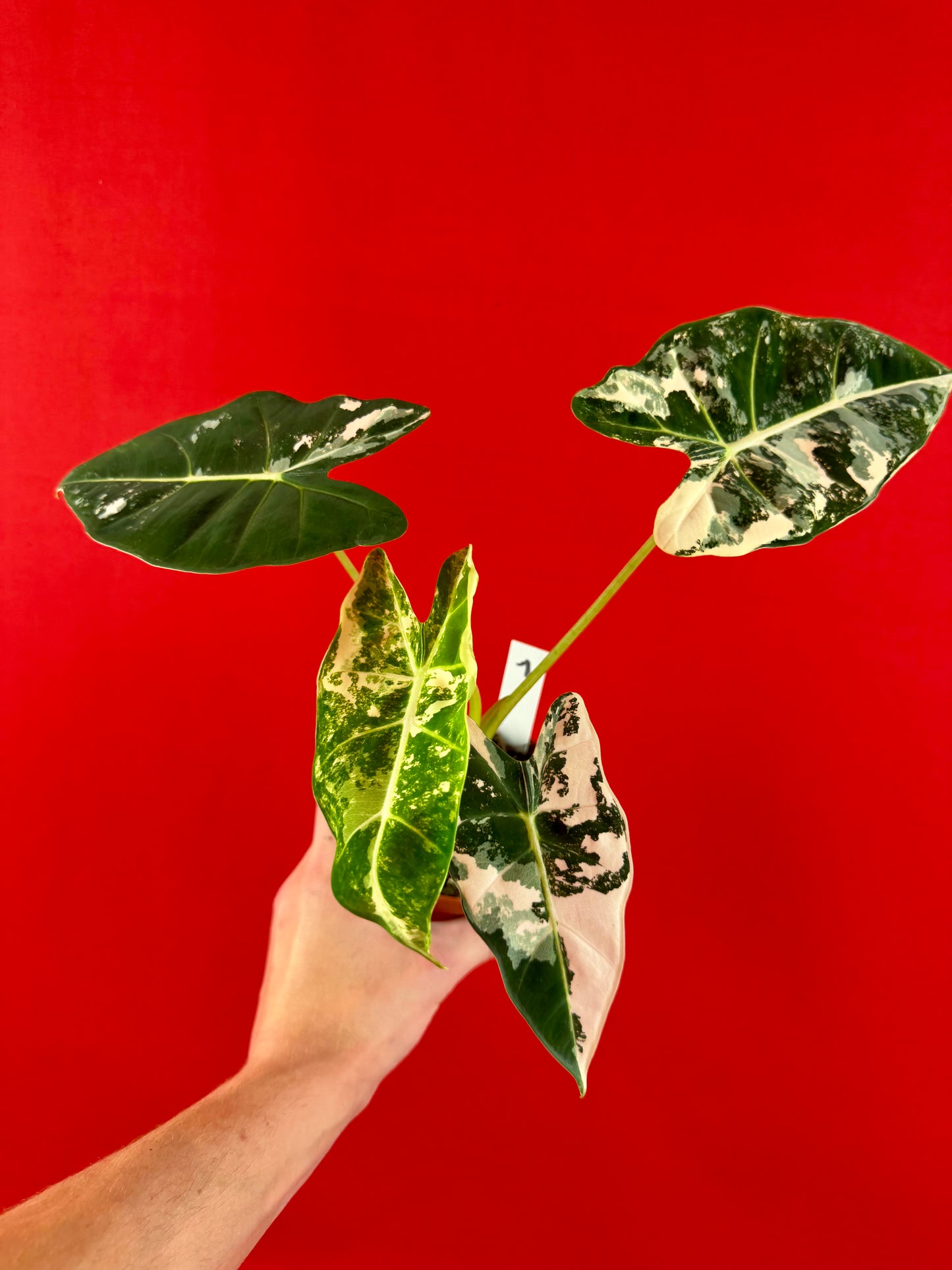 Alocasia micholitziana ‚Frydek Variegata‘