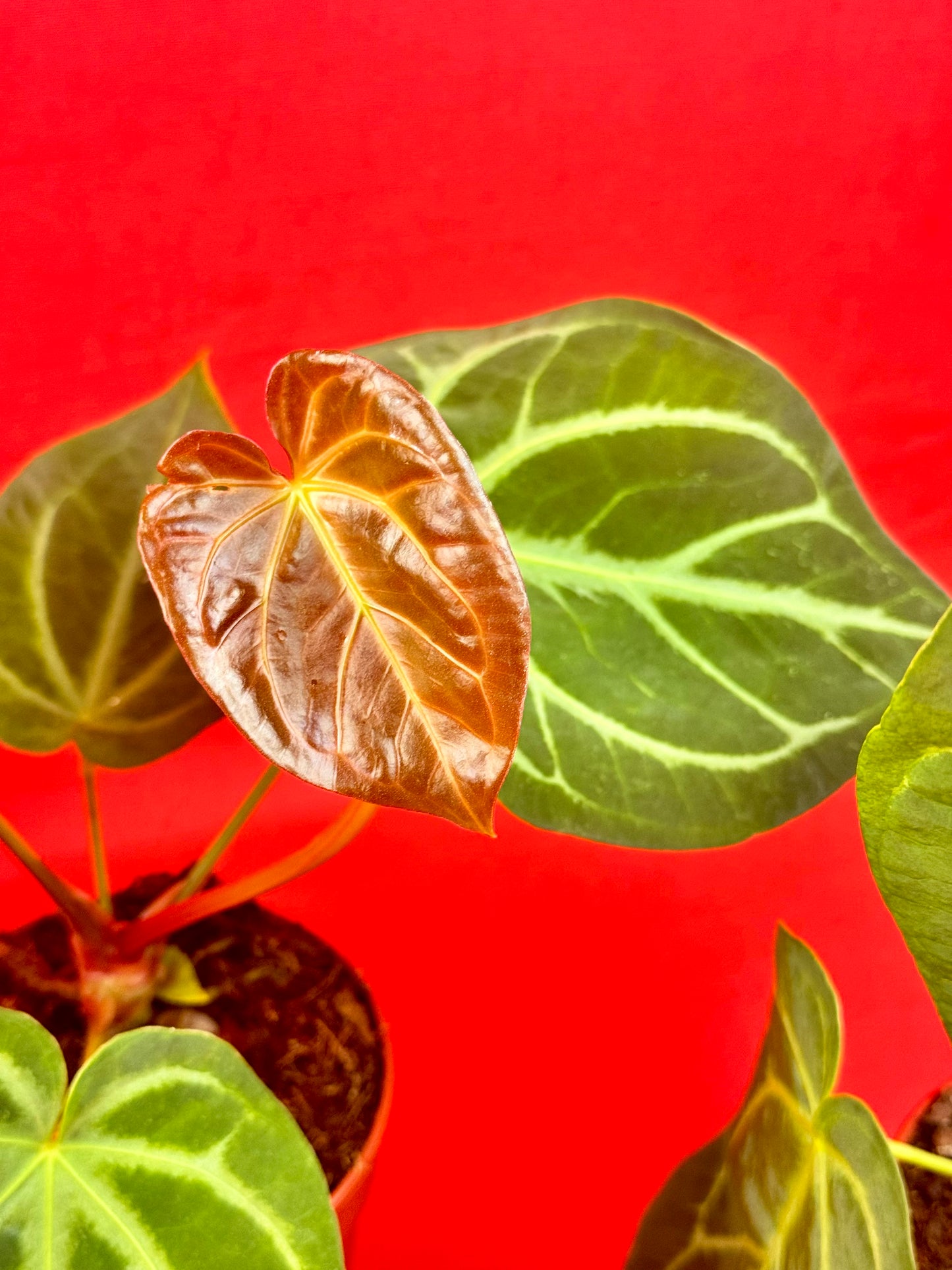 Anthurium Magnificum - LUplnts