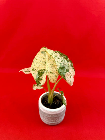 Alocasia macrorrhizos 'Camouflage' (s)