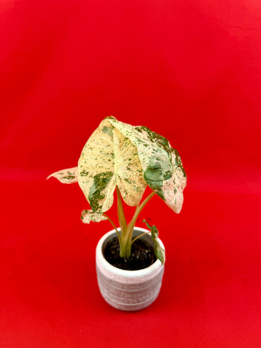 Alocasia macrorrhizos 'Camouflage' (s)