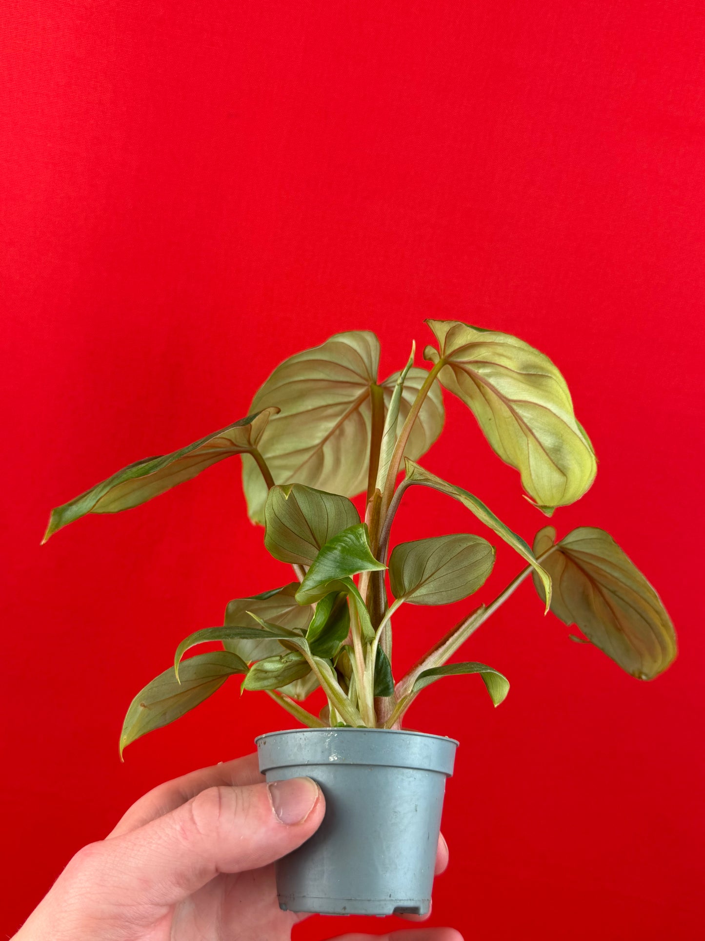 Philodendron Plowmanii (s) - LUplnts
