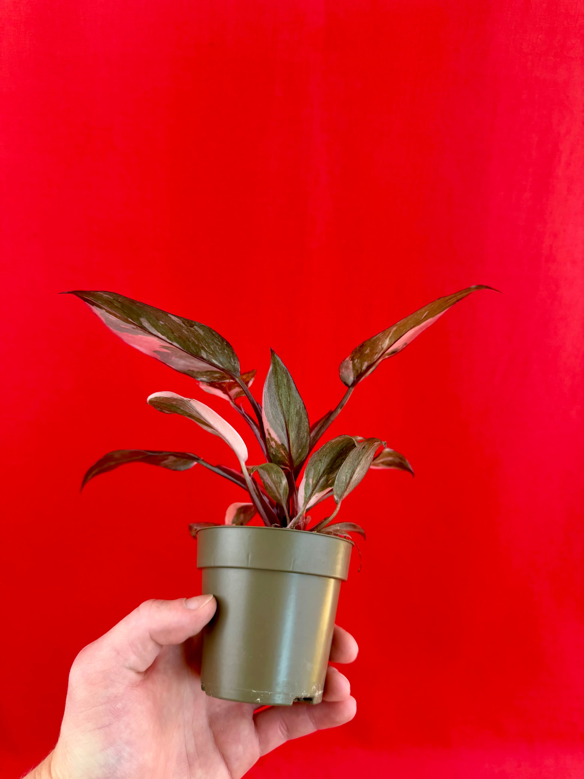 Philodendron Pink Princess Marble - LUplnts