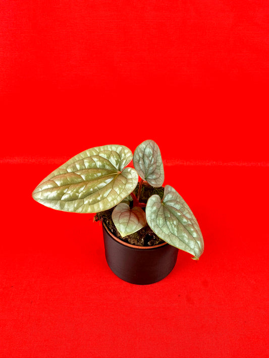 Anthurium luxurians