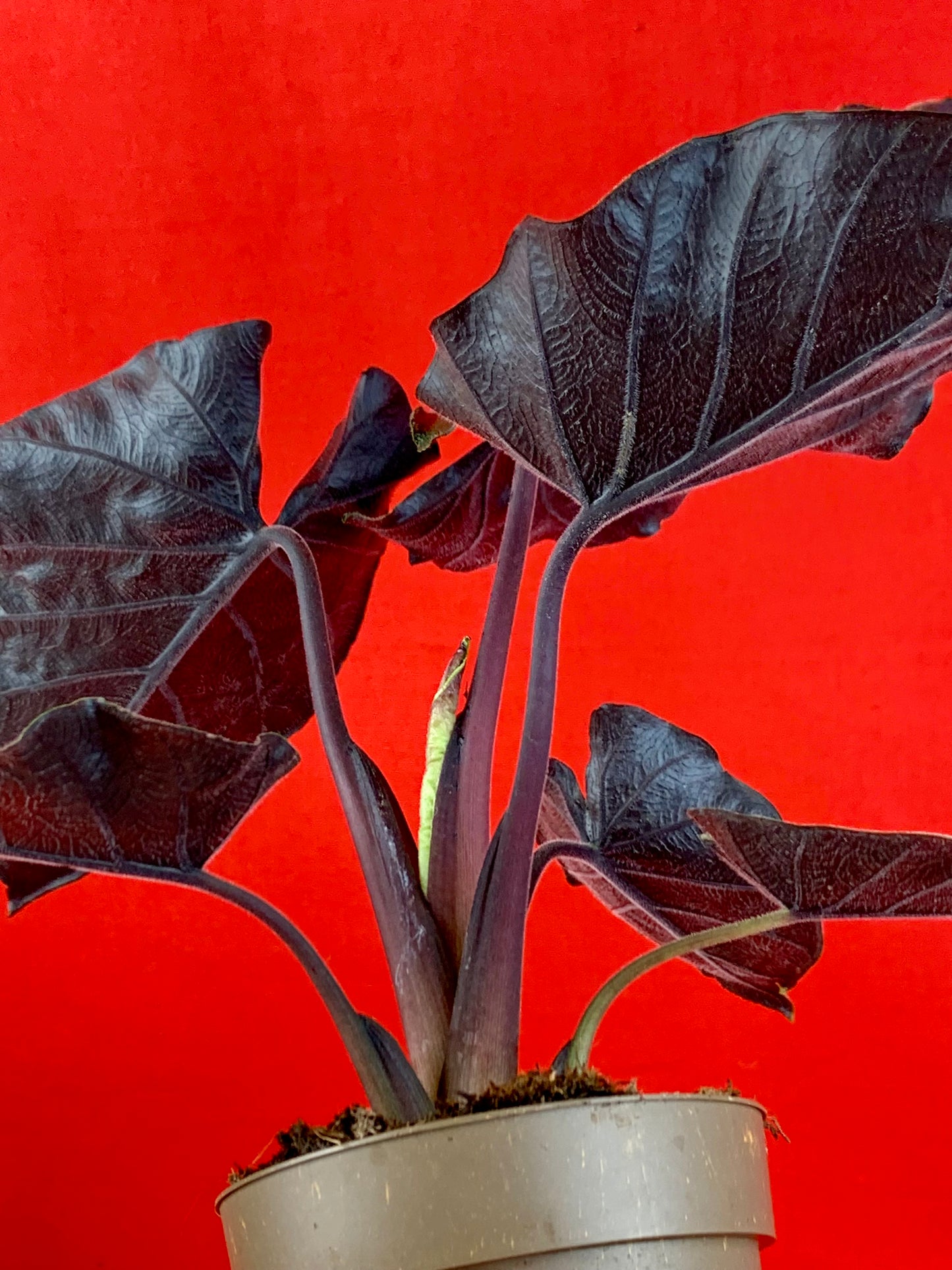 Alocasia Antoro Velvet - LUplnts