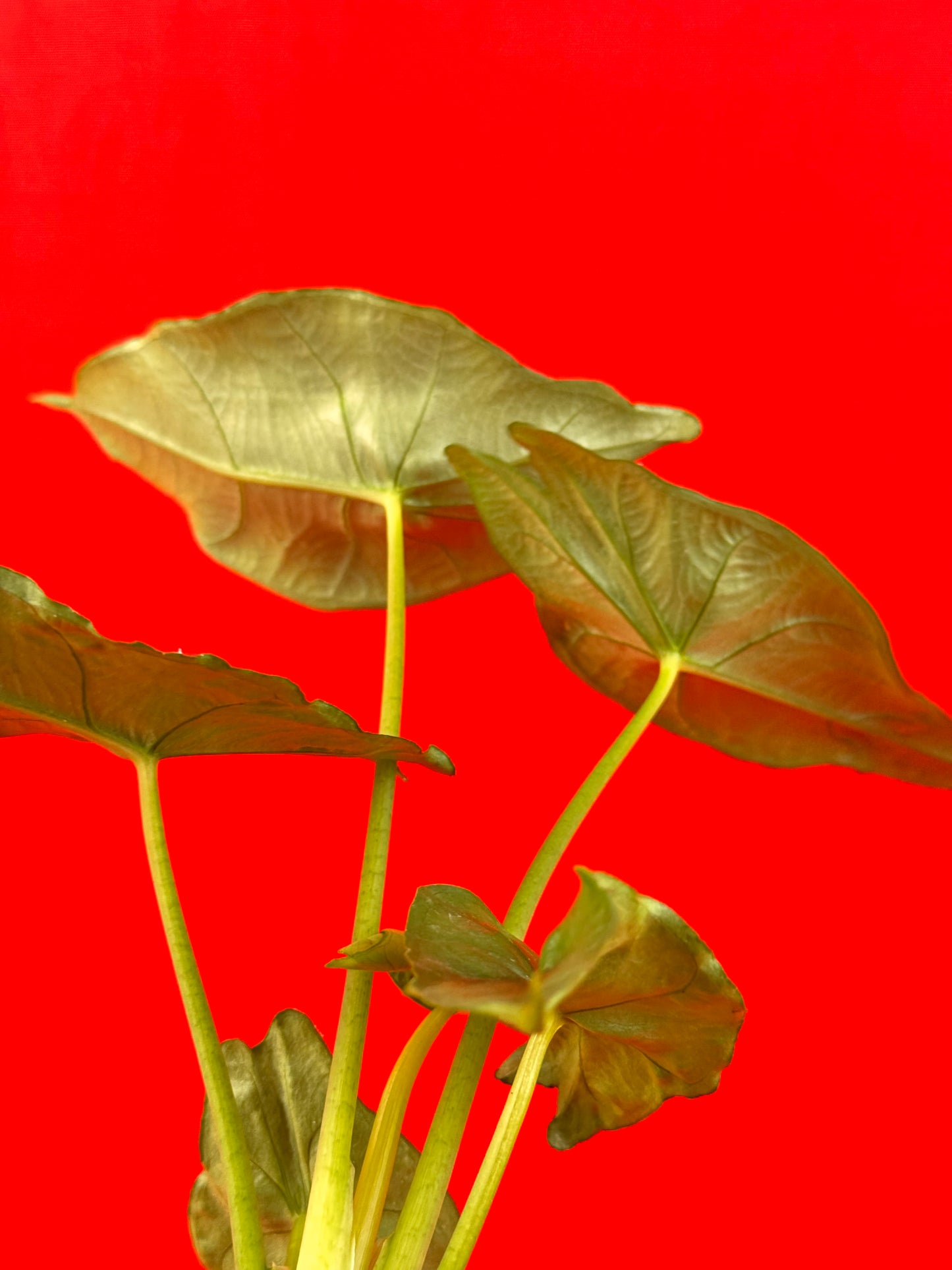 Alocasia heterophylla Dragons Breath (s)