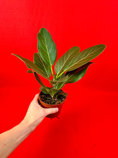 Ficus benghalensis ‚Audrey‘