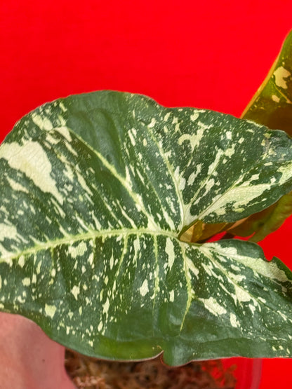 Syngonium Panda - LUplnts