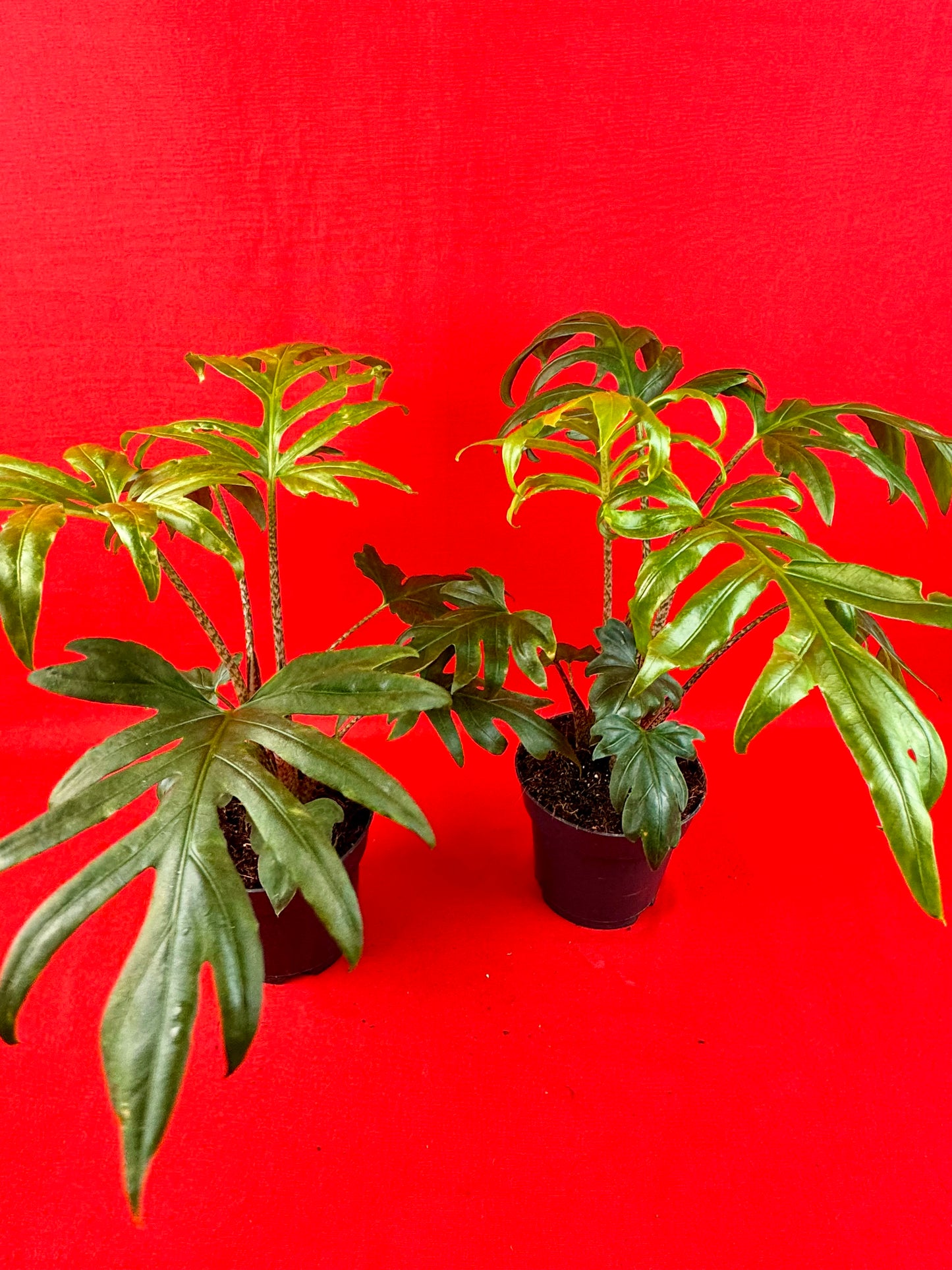 Alocasia brancifolia Pink Passion