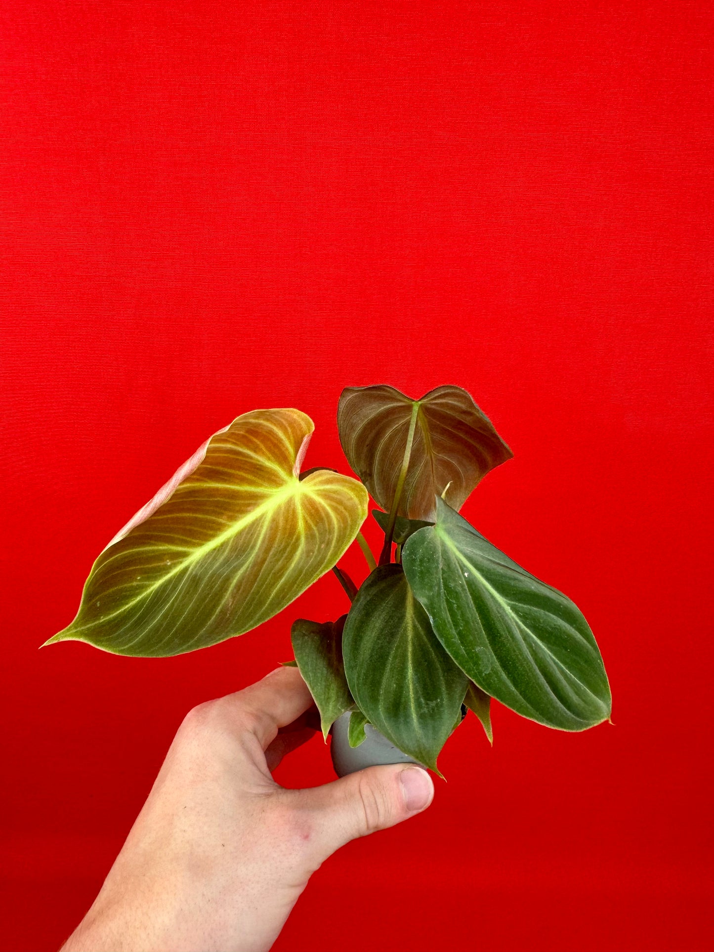 Philodendron El Choco Red (s) - LUplnts