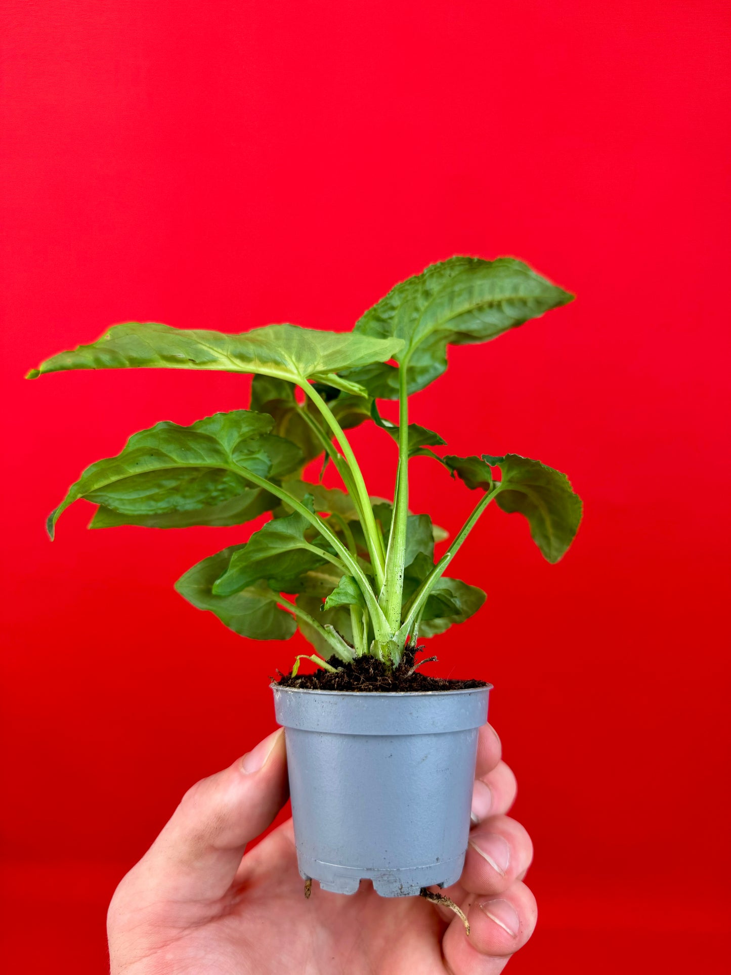 Syngonium Wendlandii (s) - LUplnts