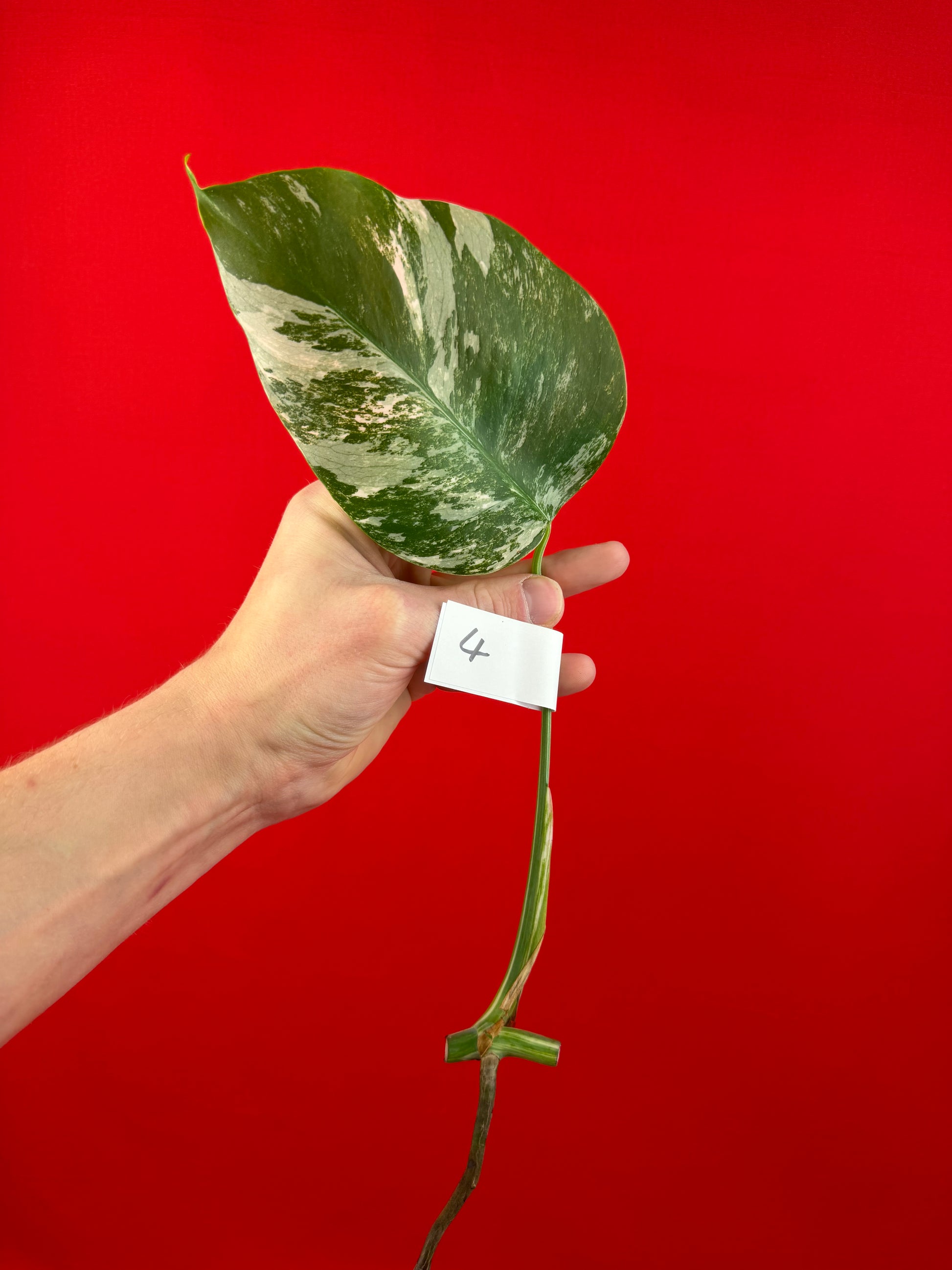 Monstera Deliciosa Variegata (cutting) - LUplnts